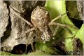 053_running_crab_spider