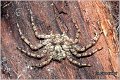 055_philodromus_margaritatus