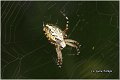 079_oak_spider