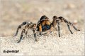 083_wolf_spider