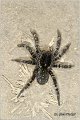 086_wolf_spider