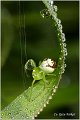 102_crab_spider