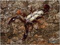 320_euroscorpius_sp