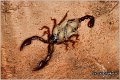 324_euroscorpius_sp