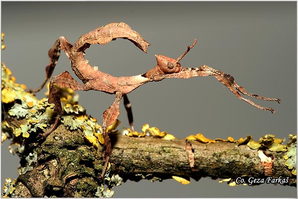 01_macleays_spectre.jpg - Extatosoma tiaratum common names Giant Prickly Stick Insect, Macleay's Spectre