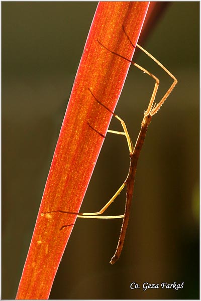 12_vietnamese.jpg - Vietnamese or Annam Walking Stick, Medauroidea extradentata