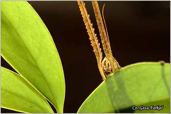 14_vietnamese.jpg - Medauroidea extradentata, Vietnamese or Annam Walking Stick