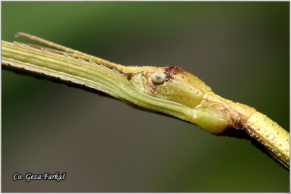 16_vietnamese_stick_bug.jpg - Vietnamese Stick Bug Ramulus artemis