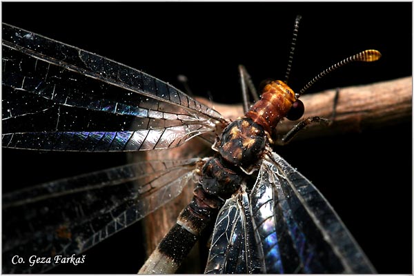 29_ant_lion.jpg - Ant lions, Myrmeleontidae Sp., Order Neuroptera