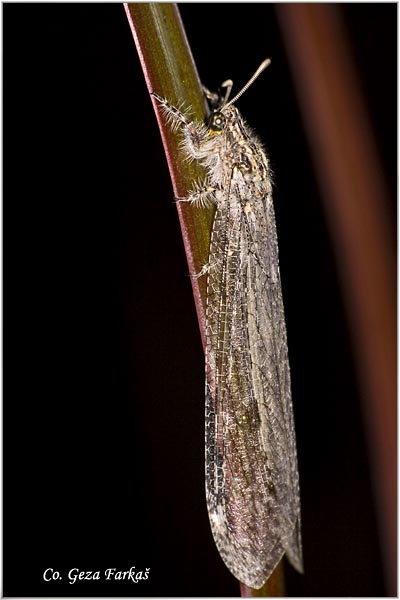 30_ant_lion.jpg - Ant lions, Myrmeleontidae Sp., Order Neuroptera