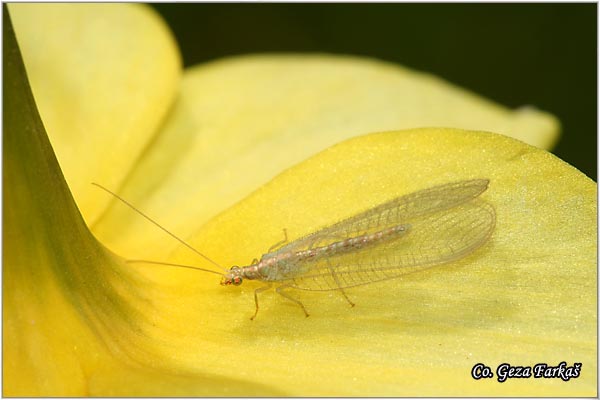 31_green_lacewing.jpg - Green Lacewing, Chrysoperla carnea, Order Neuroptera