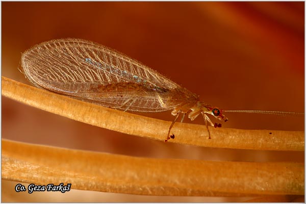 32_brown_lacewing.jpg - Green Lacewing, Chrysopa carnea, Order Neuroptera