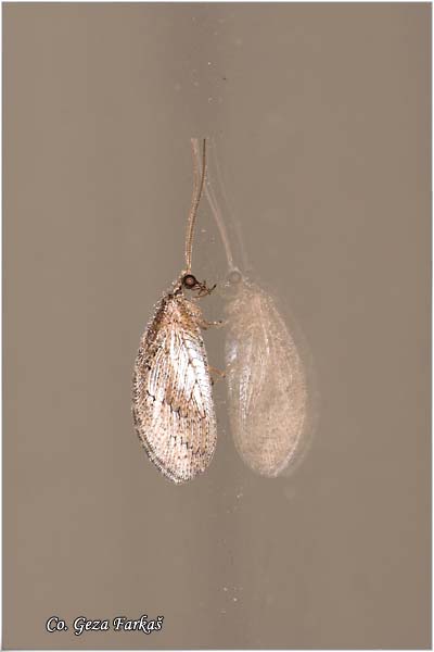 33_brown_lacewing.jpg - Brown lacewing,  Hemerobius Humulinus, Order Neuroptera