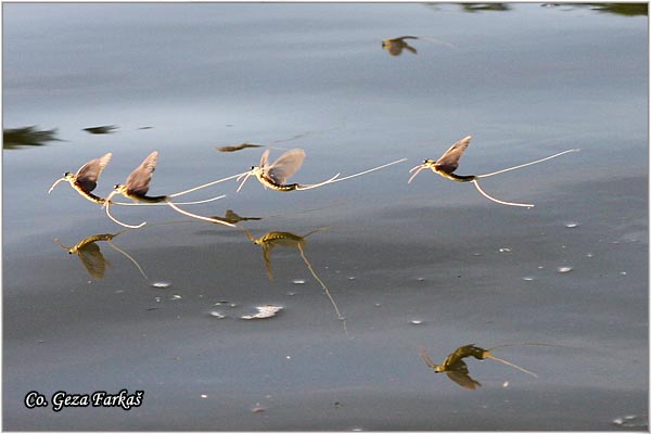 35_palngenia_longicauda.jpg - Palngenia longicauda, Tiski cvet,  Mesto - Location: Kanjiza - Tisa, Serbia