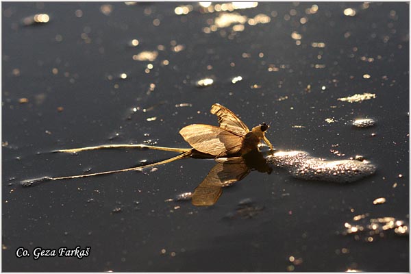 39_palngenia_longicauda.jpg - Palngenia longicauda, Tiski cvet,  Mesto - Location: Kanjiza - Tisa, Serbia