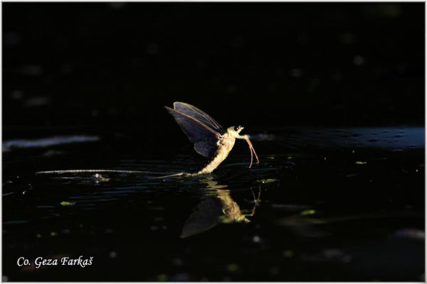 40_palngenia_longicauda.jpg - Palngenia longicauda, Tiski cvet,  Mesto - Location: Kanjiza - Tisa, Serbia
