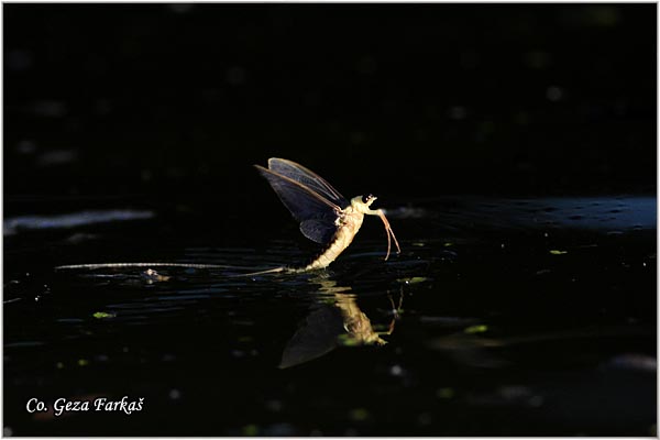 40_palngenia_longicauda.jpg - Palngenia longicauda, Tiski cvet,  Mesto - Location: Kanjiza - Tisa, Serbia