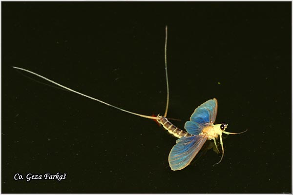 41_palngenia_longicauda.jpg - Palngenia longicauda, Tiski cvet,  Mesto - Location: Kanjia - Tisa, Serbia