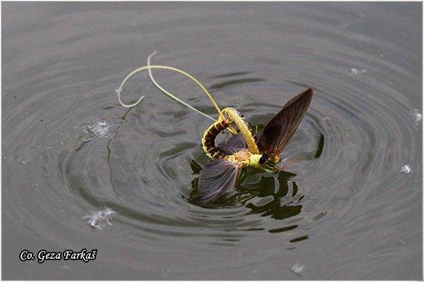 42_palngenia_longicauda.jpg - Palngenia longicauda, Tiski cvet,  Mesto - Location: Kanjia - Tisa, Serbia