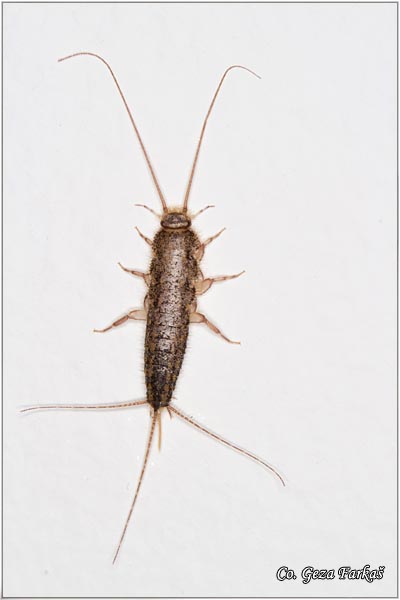 44_silverfish.jpg - Silverfish, Lepisma saccharina, Location Mesto: Novi Sad, Serbia