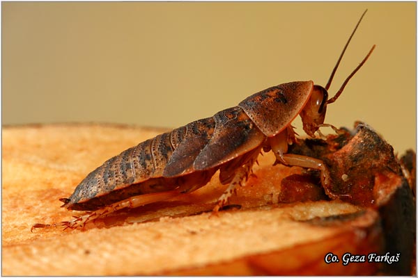 51_dubia_cockroach.jpg - Dubia cockroach, Blaptica dubia