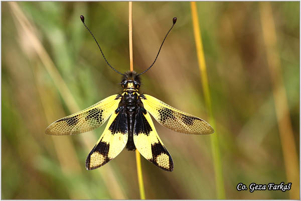 63_libelloides_macaronius.jpg - Neuropteran owlfly, Libelloides macaronius, Mesto - Location Rusanda,  Serbia