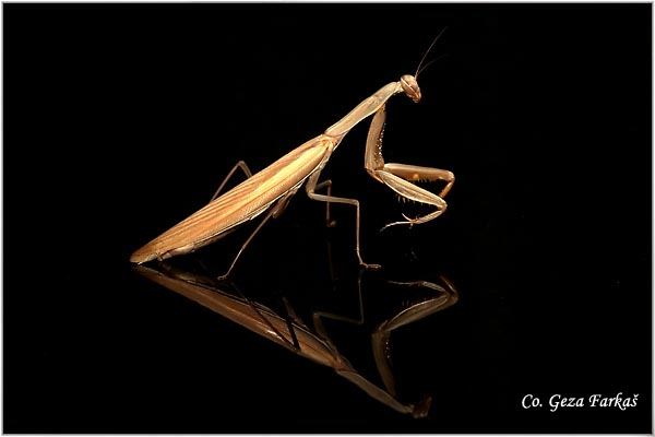 70_praying_mantis.jpg - Praying mantis,  Mantis religiosa, Order Mantidae