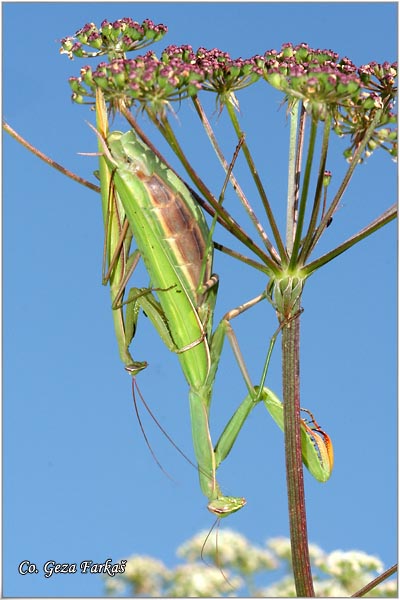 71_praying_mantis.jpg - Praying mantis,  Mantis religiosa, Order Mantidae