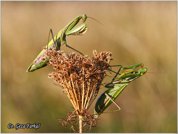 72_praying_mantis.jpg - Praying mantis,  Mantis religiosa, Bogomoljka   Mesto - Location:   Bogutovac, Serbia