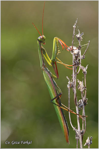 73_praying_mantis.jpg - Praying mantis,  Mantis religiosa, Bogomoljka   Mesto - Location:   Bogutovac, Serbia