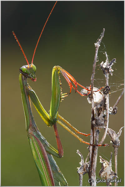 74_praying_mantis.jpg - Praying mantis,  Mantis religiosa, Bogomoljka   Mesto - Location:   Bogutovac, Serbia