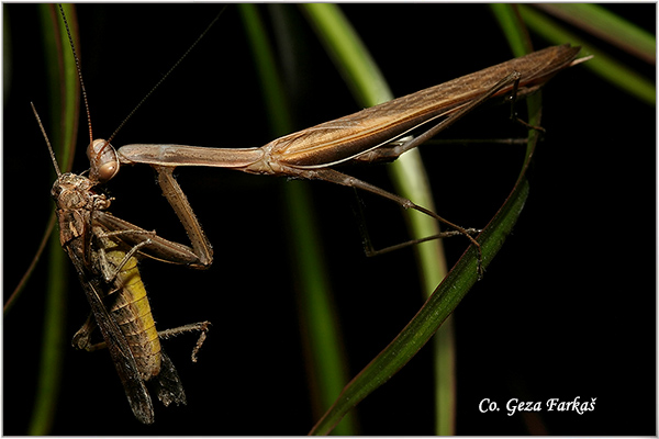 75_praying_mantis.jpg - Praying mantis,  Mantis religiosa,  Bogomoljka, Mesto - Location Novi Sad