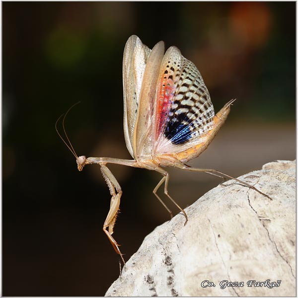 80_mediterranean_mantis.jpg - Mediterranean Mantis, Iris oratoria, Mediteranska bogomoljka, Location - Mesto: Skhiatos Greece