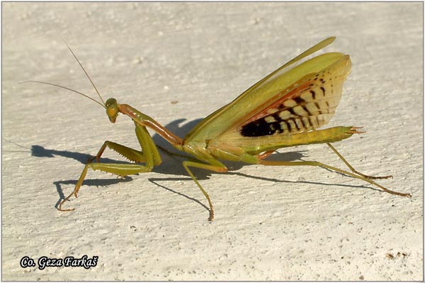 81_mediterranean_mantis.jpg - Mediterranean Mantis, Iris oratoria, Mediteranska bogomoljka, Location - Mesto: Skhiatos Greece