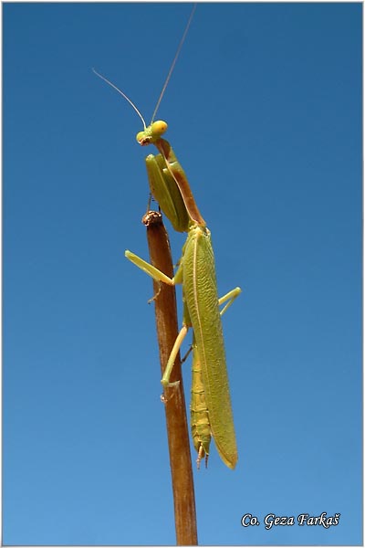 82_mediterranean_mantis.jpg - Mediterranean Mantis, Iris oratoria, Mediteranska bogomoljka, Location - Mesto: Skhiatos Greece