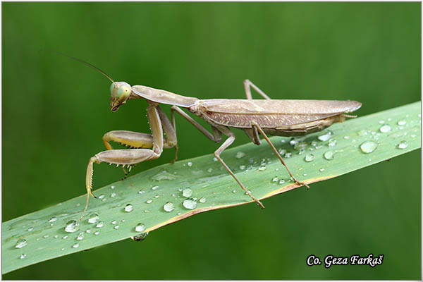 83_mediterranean_mantis.jpg - Mediterranean Mantis, Iris oratoria, Mediteranska bogomoljka, Location - Mesto: Skhiatos Greece