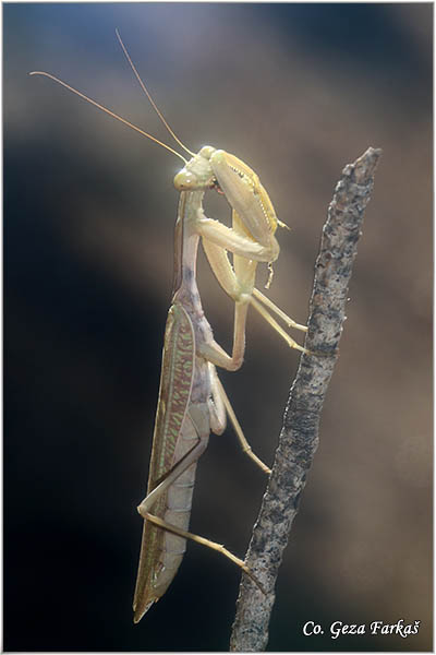 84_mediterranean_mantis.jpg - Mediterranean Mantis, Iris oratoria, Mediteranska bogomoljka, Location - Mesto: Skhiatos Greece