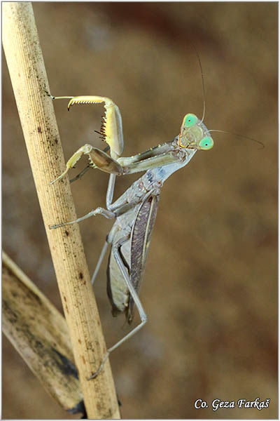 85_mediterranean_mantis.jpg - Mediterranean Mantis, Iris oratoria, Mediteranska bogomoljka, Location - Mesto: Skhiatos Greece