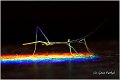 18_vietnamese_stick_bug