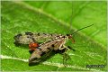 28_scorpion_fly