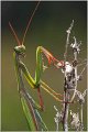 74_praying_mantis