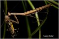 75_praying_mantis