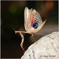 80_mediterranean_mantis