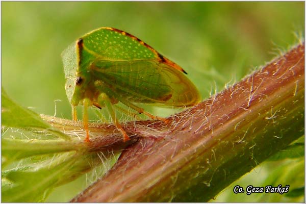 02_buffalo_treehopper.jpg - Buffalo Treehopper, Stictocephala bisonia