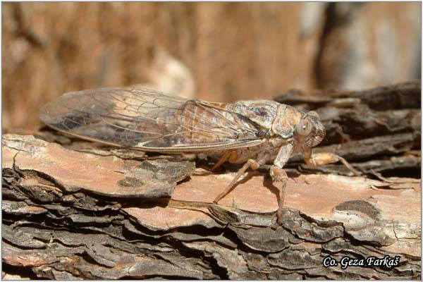 03_cicada.jpg - Cicada, Cicada orni
