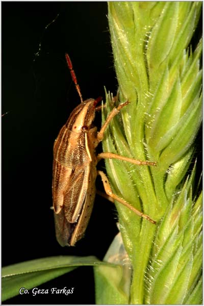 07_bishops_mitre.jpg - Bishops Mitre Shield-bug, Aelia acuminata