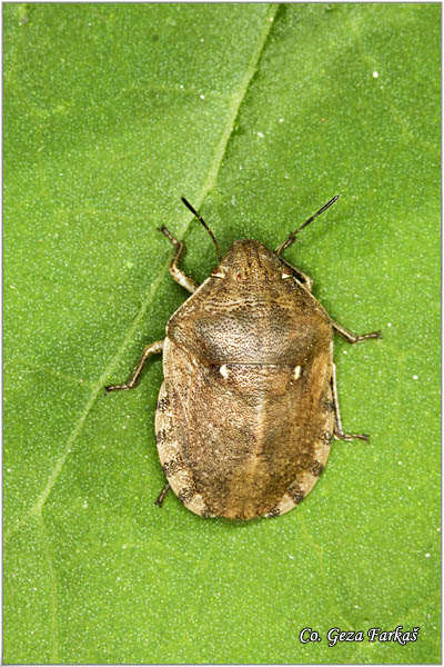 08_tortoise_bug.jpg - Tortoise bug, Eurygaster testudinaria