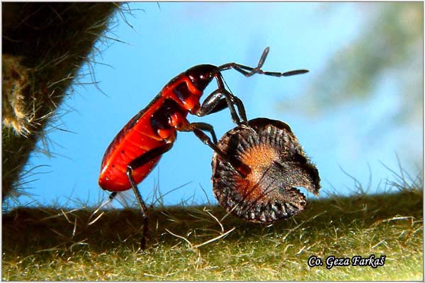 13_scentless_plant_bug.jpg - Scentless Plant Bug,  Pyrrhocoris apterus, Vatrena stenica, Location - mesto: Petrovaradin,  Serbia