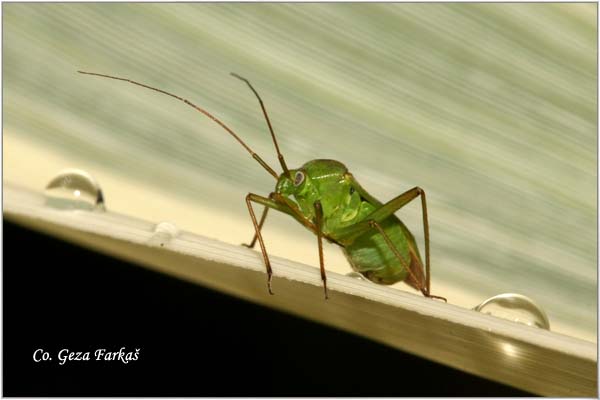 15_common_green_capsid.jpg - Common Green Capsid,  Lygocoris pabulinus