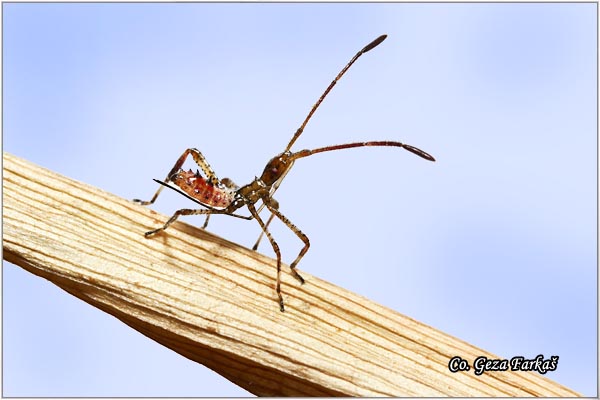 20_western_conifer_seed_bug.jpg - Western Conifer Seed Bug, Leptoglossus occidentalis. Mesto - Location: Novi Sad, Serbia